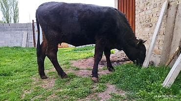 кулак тай: Продаю | Бык (самец) | На откорм — 4