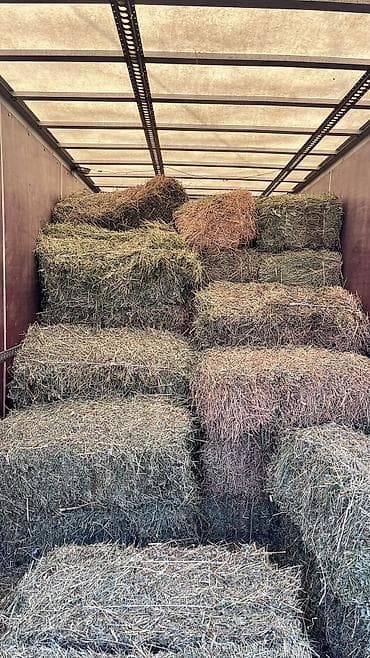 куплю корм для животных: Сено в тюках 2 кос беде самовывоз - Формат: прямоугольные тюки — 3