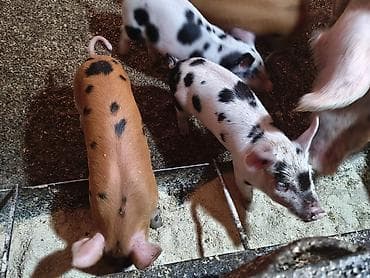 белый айст: Продаю | Поросенок | Для разведения | Племенные — 8