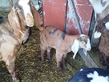 дойную козу: Продаю | Козлёнок | Нубийская, Битал, Камори | Для разведения | Племенные — 4