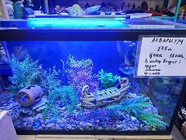 морская рыба: Аквариум комплект 175 л Цена: 18 000 сom (скидка предусмотрена) В — 1
