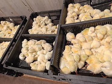 продаю курицы: Продаю | Цыплята | Бройлерная — 7