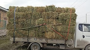 баа: Клевер аралаш чоп доставка есть — 1