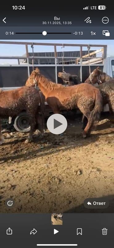 кормовой сабиз: Продаю | Жеребенок | Рабочий — 3