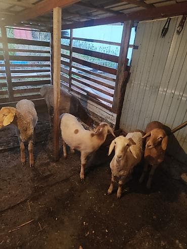 продам поросят: Продаю | Овца (самка) | Полукровка | На забой — 4