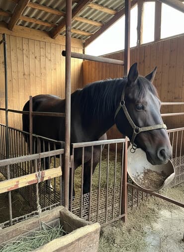 домик для телят: Продаю | Кобыла (самка) | Рабочий — 1