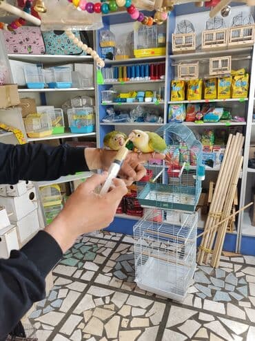 попугай неразлучник купить: Пиррура это разновидность краснохвостых попугаев. Характеризуется — 3