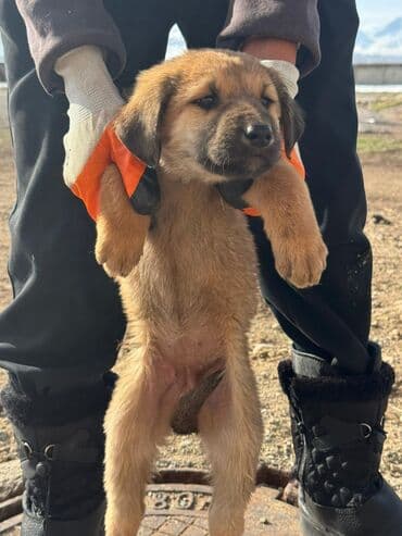 акустические системы ugreen колонка в виде собак: Кучуктор сатылат Кыргыз доботтун кучуктору сатылат Ысс-Кол областы — 9