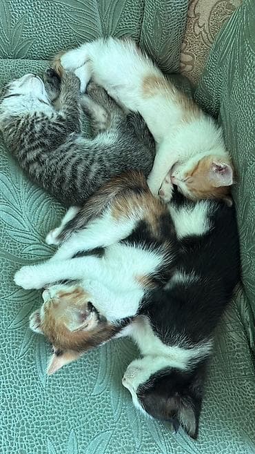 кормушки для животных: 1 месяц, Мальчик — 1