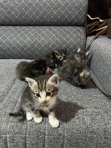 Отдам бесплатно в хорошие руки!!!!
Уже самостоятельно едят at lalafo.kg Отдам бесплатно в хорошие руки!!!!
Уже самостоятельно едят