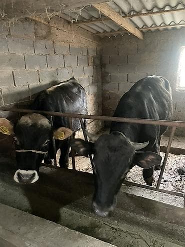 Продаю | Бык (самец) | На откорм | Привязанные