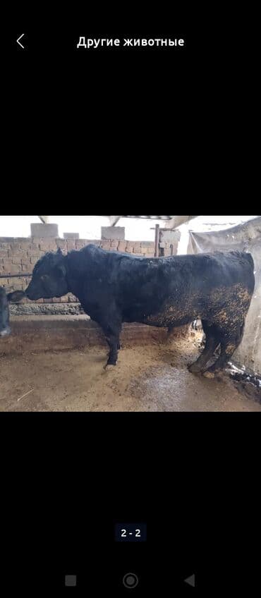 ящик для овощи: Продаю | Бык (самец) | На откорм — 1