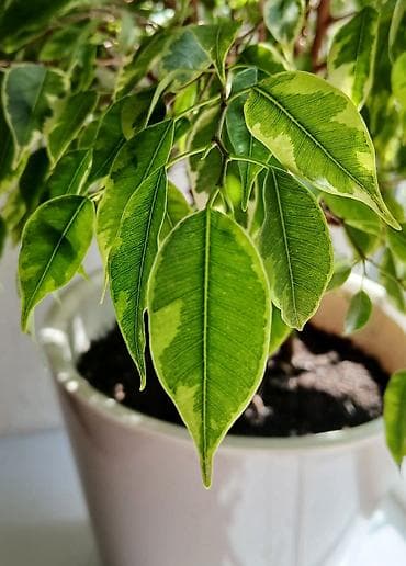 фикус цветок: ФИКУС Продаю ФИКУСЫ В каждом стаканчике по 5 веточек: хорошо — 4