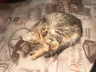 отдам кота я его боюсь: Отдам котёнка (девочку) в хорошие руки. Мать превосходный охотник на — 5