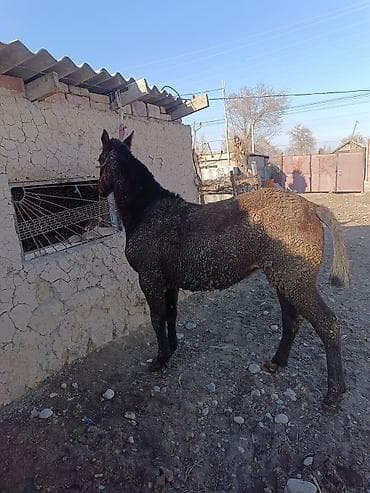 кролик баран: Продаю | Жеребенок | Для разведения | Племенные — 4