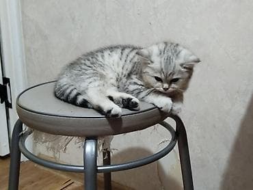 телят: Скотиш Страйт (Шотландская прямоухая), 2 месяца, Девочка, Серебристая шиншилла, Приучена к лотку — 7