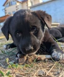 возьму щенка в добрые руки бесплатно: Собака даром: 2 месяца, Самка — 3