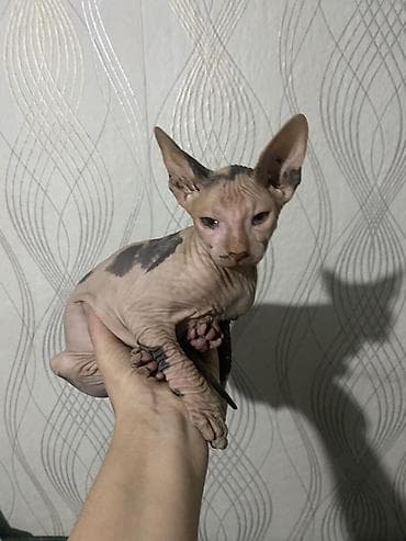 Продажа кошек: Донской сфинкс, 5 месяцев, Девочка, Черепаховый, Приучена к лотку — 1