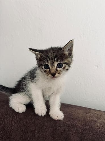 pitomnik temir: Котята, короткошёрстные, домашние. - Возраст примерно 1,5 месяца — 3