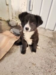 собака машка: Собака даром: Дворняжка, 3 месяца, Самка — 2