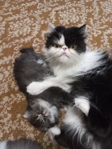дом для кошек: Остался 1 котенок 1 месяц перситский . умненький к лотку — 3