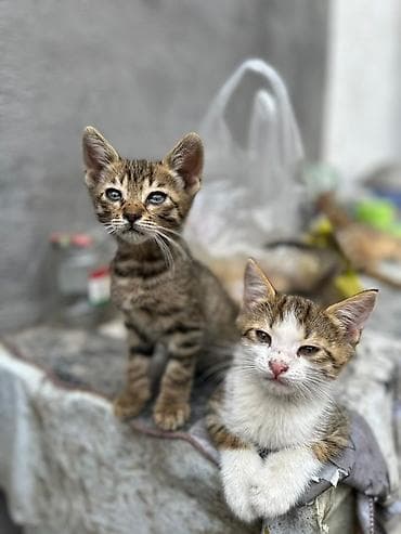 сеамская кошка: Бенгальская, 2 месяца, Мальчик, Метис, Приучена к лотку — 3