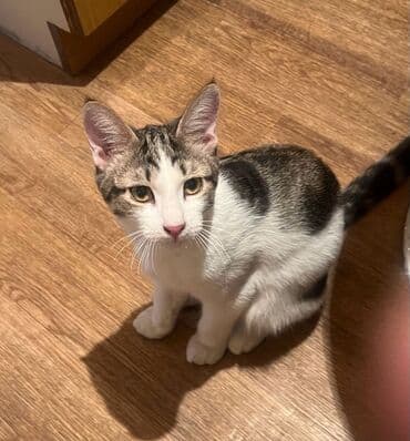 британская короткошерстная кошка золотая шиншилла: Мышык бекер берилет: Породасыз, 3 айлык, Эркек, Лотокко барууга үйрөтүлгөн, Курттардан тазаланган — 8