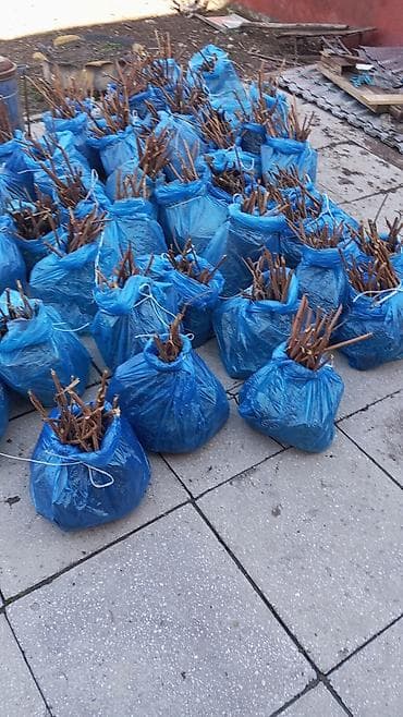 Уруктар жана көчөттөр: СРОЧНО СРОЧНО 🥰 малина кочот саттылат ПОЛЬКА сортту таза момосу чон — 2