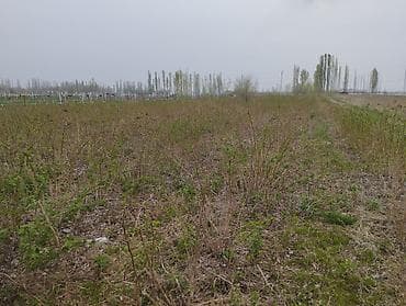 саженцы смородины купить: 1 гектар малина сатылат Геракл 1 гектар клубника бар месни 250000 сом — 2