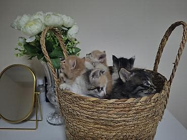 отдам даром котят: Очаровательные котята из одного помёта. - Возраст на фото: примерно — 2