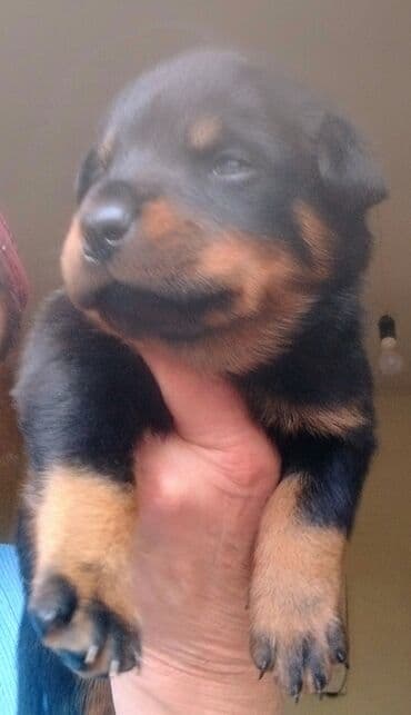 Вязка собак: Открыта бронь на щенков ротвейлера с родословной от титулованных — 1