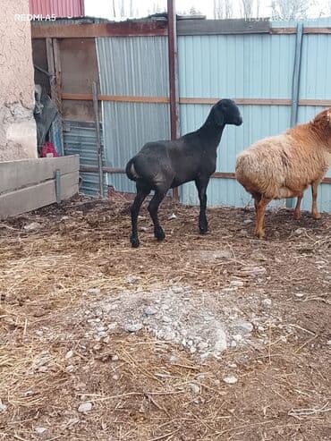 матки: Продаю | Овца (самка) | Для разведения | Матка — 6