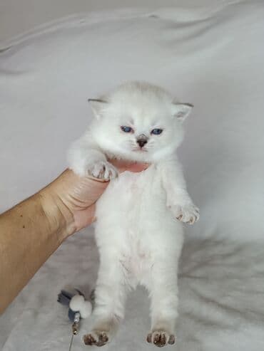 абиссинская кошка бишкек: Скотиш Страйт (Шотландская прямоухая), 2 месяца, Девочка, Золотая шиншилла — 2