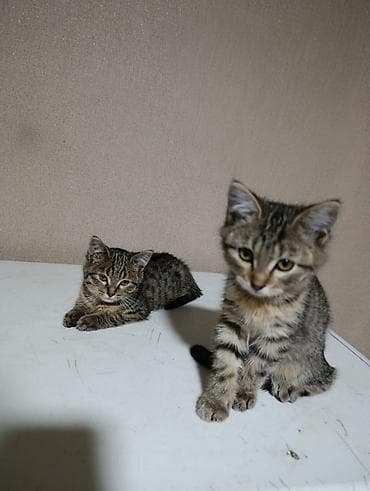 Продажа кошек: Котята-полосатики (2 малыша), короткошёрстные, тигровый окрас табби с — 1