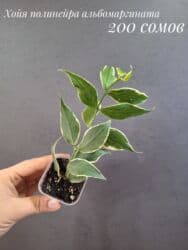 живые растения в аквариум купить: Комнатные растения, цветы (молодые растения, взрослые экземпляры). Не — 10