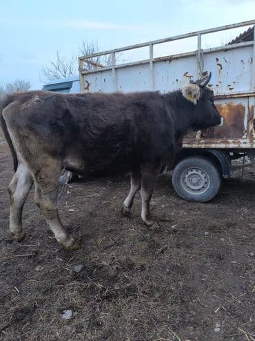 продажа щенков немецкой овчарки с документами в бишкеке: Бык мясного направления. - Окрас: темно-серый/бурый, белая отметина — 3