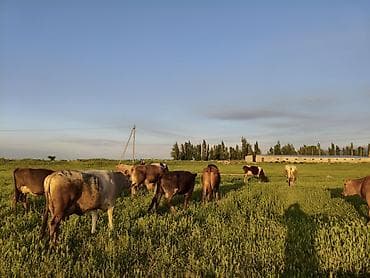 продажа коров: Продаю | Корова (самка) | Для молока — 3