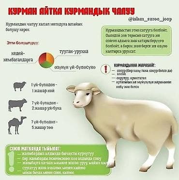 карова на забой: Продаю | Баран (самец) — 4