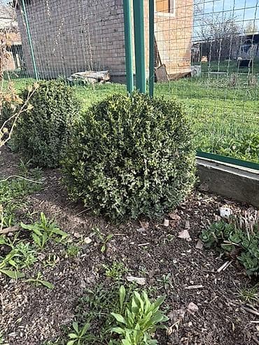 ящик продаю: Самшит вечнозелёный (Buxus sempervirens), сформированные шаровидные — 2