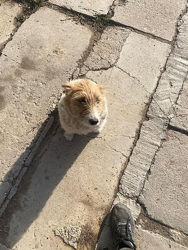 товары для собак: Продается щенки породы фокстерьер 1.5 месяца — 2