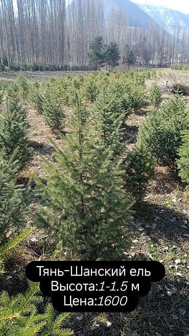 птицы бишкек: ОШ: БАКЧАҢЫЗГА КӨРК БЕРҮҮЧҮ КОЧӨТТӨР! 🌲🏡​Үйүңүздүн короосун жашыл — 4