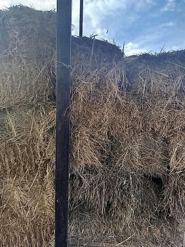 үй жаныбарлары: Сено в тюках/ Чоп беде

2 Кост — 2