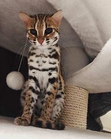 леопардовая кошка цена: Экзотикалык, 1 жаш, Эркек, Документтери менен, Эмделген, Курттардан тазаланган — 2