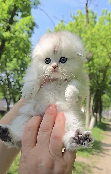 Мышыктар: Скотиш Фолд (Шотландиялык шалпаң кулак), 1 айлык, Эркек, Күмүш өңдүү шиншилла — 2