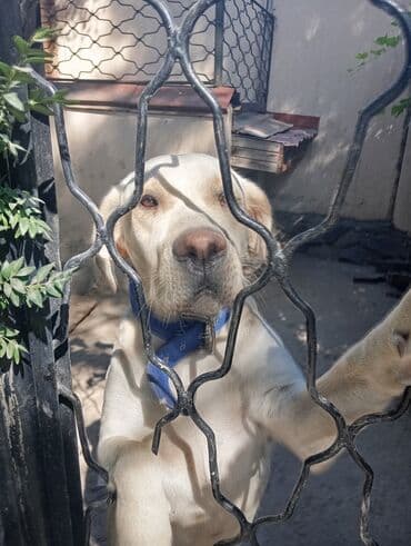 Вязка собак: Порода: лабрадор-ретривер (светло-палевый окрас) Описание: - — 1