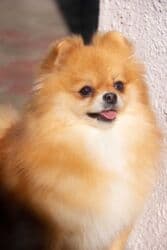 Вязка собак: Шпиц, 3 года, Самка — 15