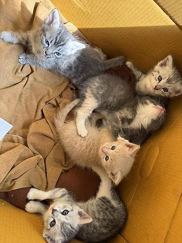 Отдам даром кошку: 1 месяц, Девочка — 1