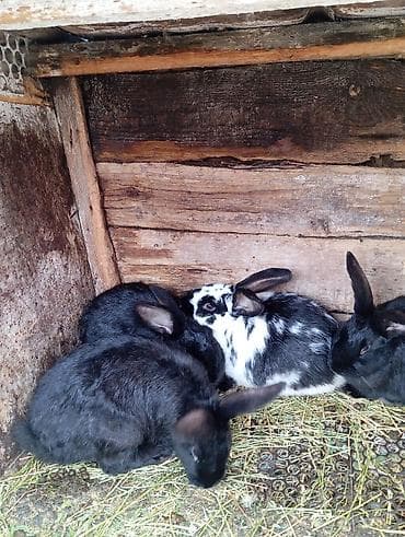 ящик сатылат: Сатам | Эркек коен | Көбөйтүү үчүн | Асыл тукумдуу — 4