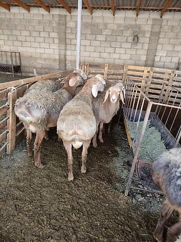 арашан овцы: Сатам | Кочкор (эркек) | Арашан | Көбөйтүү үчүн | Асыл тукумдуу, Жасалма жол менен боозутуу — 2
