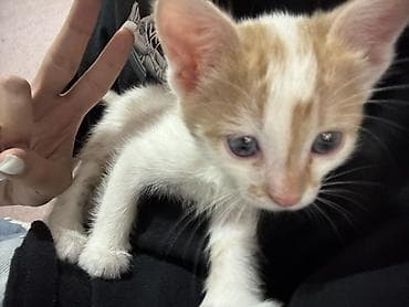 Кошка даром: Беспородная, 2 месяца, Девочка, Приучена к лотку